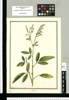 Hedysarum [virgatum] / Brunete. Original drawing from Ruiz & Pavón's Expedition (1777-1816)