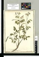 Dolichos linearis / J[ose]ph Brunete. Original drawing from Ruiz & Pavón's Expedition (1777-1816)
