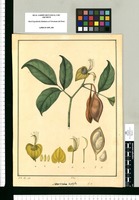 Swartzia triphylla / J[osé] G[abriel] R[ivera] del. Original drawing from Ruiz & Pavón's Expedition (1777-1816)