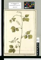 Astragalus rhombeus: Flor. P. / J[ose]ph Brunete. Original drawing from Ruiz & Pavón's Expedition (1777-1816)