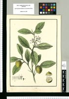 Citrus [spinosus] / Brunete. Original drawing from Ruiz & Pavón's Expedition (1777-1816)