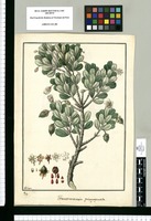 Ternstroemia quinquepartita / Galvez. Original drawing from Ruiz & Pavón's Expedition (1777-1816)