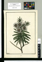 Aster [rosmarinifolius] / Galvez. Original drawing from Ruiz & Pavón's Expedition (1777-1816)
