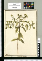 Vermifuga corymbosa / J[ose]ph Brunete. Original drawing from Ruiz & Pavón's Expedition (1777-1816)