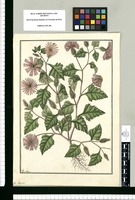 Leysera / Fran[cis]co Pulgar. Original drawing from Ruiz & Pavón's Expedition (1777-1816)