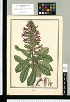 Lobelia / Fran[cis]co Pulgar. Original drawing from Ruiz & Pavón's Expedition (1777-1816)