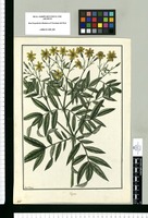 Tagetes [chinchu] / Fran[cis]co Pulgar. Original drawing from Ruiz & Pavón's Expedition (1777-1816)
