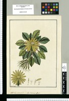 Cineraria?; ¿Gen. Cinerariae affine? / Fran[cis]co Pulgar. Original drawing from Ruiz & Pavón's Expedition (1777-1816)