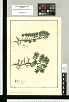 Baccharis: vulgo Pachataya / Fran[cis]co Pulgar. Original drawing from Ruiz & Pavón's Expedition (1777-1816)