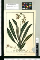 Maxillaria undatiflora / Fran[cis]co Pulgar. Original drawing from Ruiz & Pavón's Expedition (1777-1816)