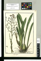 Maxillaria ligulata / Galvez. Original drawing from Ruiz & Pavón's Expedition (1777-1816)