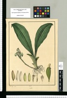 Orchis / J[osé] G[abriel] R[ivera] del. Original drawing from Ruiz & Pavón's Expedition (1777-1816)