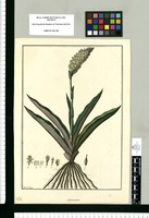 Satyrium / Fran[cis]co Pulgar. Original drawing from Ruiz & Pavón's Expedition (1777-1816)