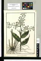 Epidendrum paniculatum / Galvez. Original drawing from Ruiz & Pavón's Expedition (1777-1816)