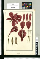 Sobralia / Fran[cis]co Pulgar. Original drawing from Ruiz & Pavón's Expedition (1777-1816)