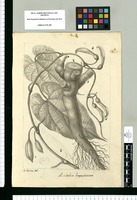 Aristolochia fragrantissima / Is[idro] Galvez del. Original drawing from Ruiz & Pavón's Expedition (1777-1816)