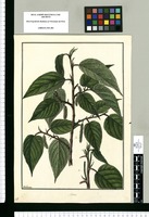Morus [nigra] / Galvez. Original drawing from Ruiz & Pavón's Expedition (1777-1816)