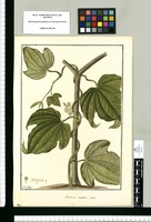Dioscorea mallica, mas / Fran[cis]co Pulgar. Original drawing from Ruiz & Pavón's Expedition (1777-1816)