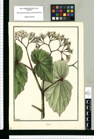 Begonia [ciliata] / Galvez. Original drawing from Ruiz & Pavón's Expedition (1777-1816)