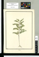 Phyllanthus [gemina] / Brunete. Original drawing from Ruiz & Pavón's Expedition (1777-1816)