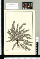 [Urtica rotundifolia] / Fran[cis]co Pulgar. Original drawing from Ruiz & Pavón's Expedition (1777-1816)