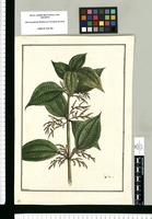 [Urtica] / Brunete. Original drawing from Ruiz & Pavón's Expedition (1777-1816)