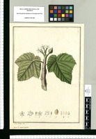 Croton urens / Jose Rivera del. Original drawing from Ruiz & Pavón's Expedition (1777-1816)