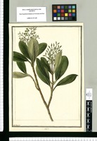Clusia / J[ose]ph Brunete. Original drawing from Ruiz & Pavón's Expedition (1777-1816)