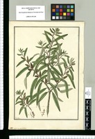 Myrica salicifolia / Fran[cis]co Pulgar. Original drawing from Ruiz & Pavón's Expedition (1777-1816)