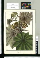 Cecropia alba / Galvez. Original drawing from Ruiz & Pavón's Expedition (1777-1816)
