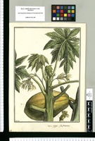 Carica papaya: flos foemineus / Brunete. Original drawing from Ruiz & Pavón's Expedition (1777-1816)