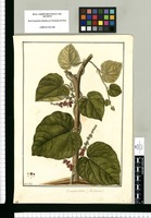 Cissampelos cordata: (flos femineus) / Fran[cis]co Pulgar. Original drawing from Ruiz & Pavón's Expedition (1777-1816)