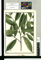 Olmedia aspera / Galvez. Original drawing from Ruiz & Pavón's Expedition (1777-1816)