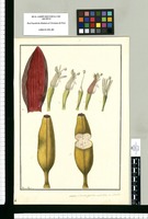 Musa, platano guineo de las Islas de Otahiti / Francisco Pulgar. Original drawing from Ruiz & Pavón's Expedition (1777-1816)