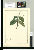 Govania. Original drawing from Ruiz & Pavón's Expedition (1777-1816)