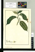 Celtis? aculeata. Original drawing from Ruiz & Pavón's Expedition (1777-1816)