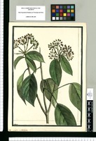 Aralia umbellata / Brunete. Original drawing from Ruiz & Pavón's Expedition (1777-1816)