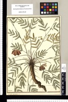 Mimosa punctata L. / Brunete. Original drawing from Ruiz & Pavón's Expedition (1777-1816)