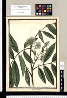 Mimosa quadrijuga / Brunete. Original drawing from Ruiz & Pavón's Expedition (1777-1816)