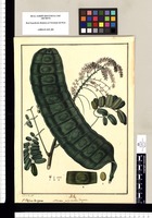 Mimosa polystachia Jacquin: V[ulgo] Bejuco de agua / J[osé] Ga[briel] R[ivera] del. Original drawing from Ruiz & Pavón's Expedition (1777-1816)