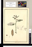 Mimosa [Mimosa acantholoba]. Original drawing from Ruiz & Pavón's Expedition (1777-1816)