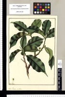 Ficus nitida / Fran[cis]co Pulgar. Original drawing from Ruiz & Pavón's Expedition (1777-1816)