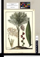 Morenia fragrans: Sia-sia vernacule / Galvez. Original drawing from Ruiz & Pavón's Expedition (1777-1816)