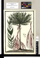 Martinezia interrupta: Sia-sia vernacule, Cuyol / Brunete. Original drawing from Ruiz & Pavón's Expedition (1777-1816)