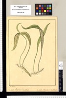 a Polypodium: Calahuala V[ulgo], b Polypodium: Calahuala V[ulgo] / Jose Rivera del. [Polypodium lanceolatum]. Original drawing from Ruiz & Pavón's Expedition (1777-1816)