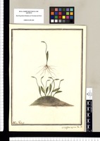 Ophioglossum vaginans: Flor. Per. / Ysidro Galbez. Original drawing from Ruiz & Pavón's Expedition (1777-1816)