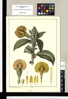 Costus / José Gab[riel] Rivera del. Original drawing from Ruiz & Pavón's Expedition (1777-1816)