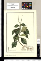 Peperomia dichotoma / Fran[cis]co Pulgar. Original drawing from Ruiz & Pavón's Expedition (1777-1816)