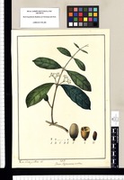 Genus Hippocrateae accedens [Salacia peruviana] / Xavier Cortes y Alcoser del. Original drawing from Ruiz & Pavón's Expedition (1777-1816)