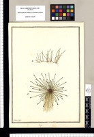 Scirpus / Ysidro Galbez. Original drawing from Ruiz & Pavón's Expedition (1777-1816)